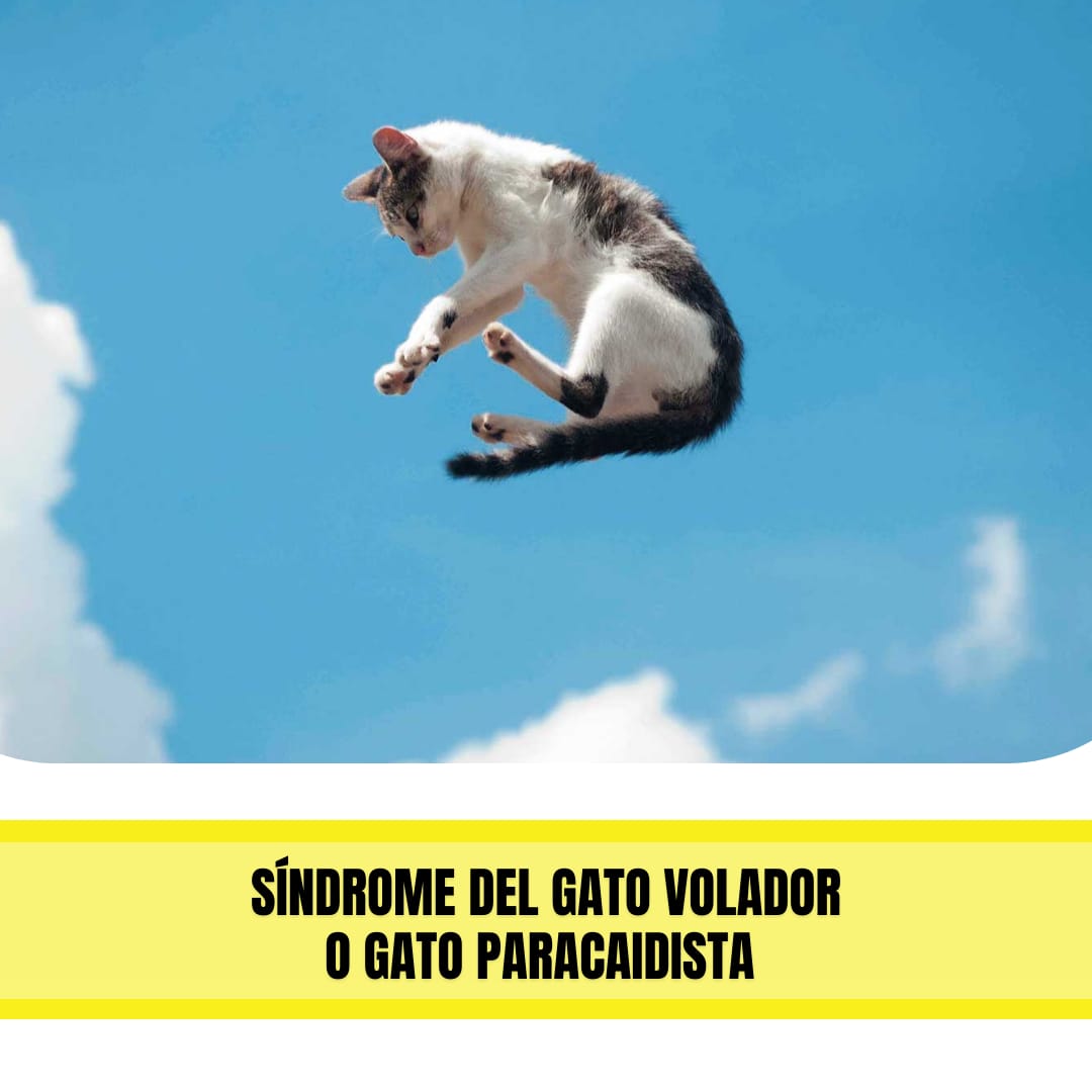 Síndrome del Gato Volador o gato paracaidista