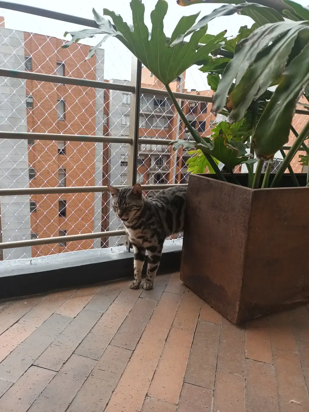 Protección para mascotas