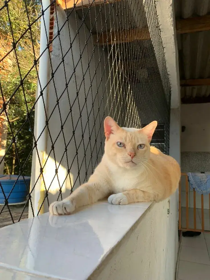 Zonas de juego para gatos y perros