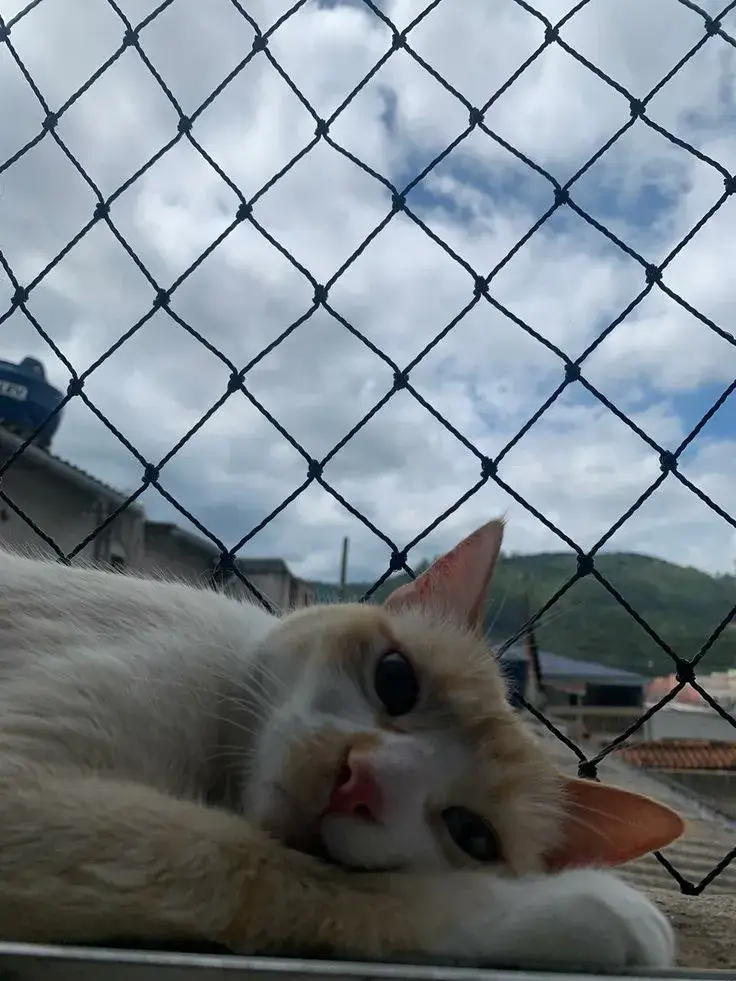 Gato detrás de malla de seguridad protegida en balcón